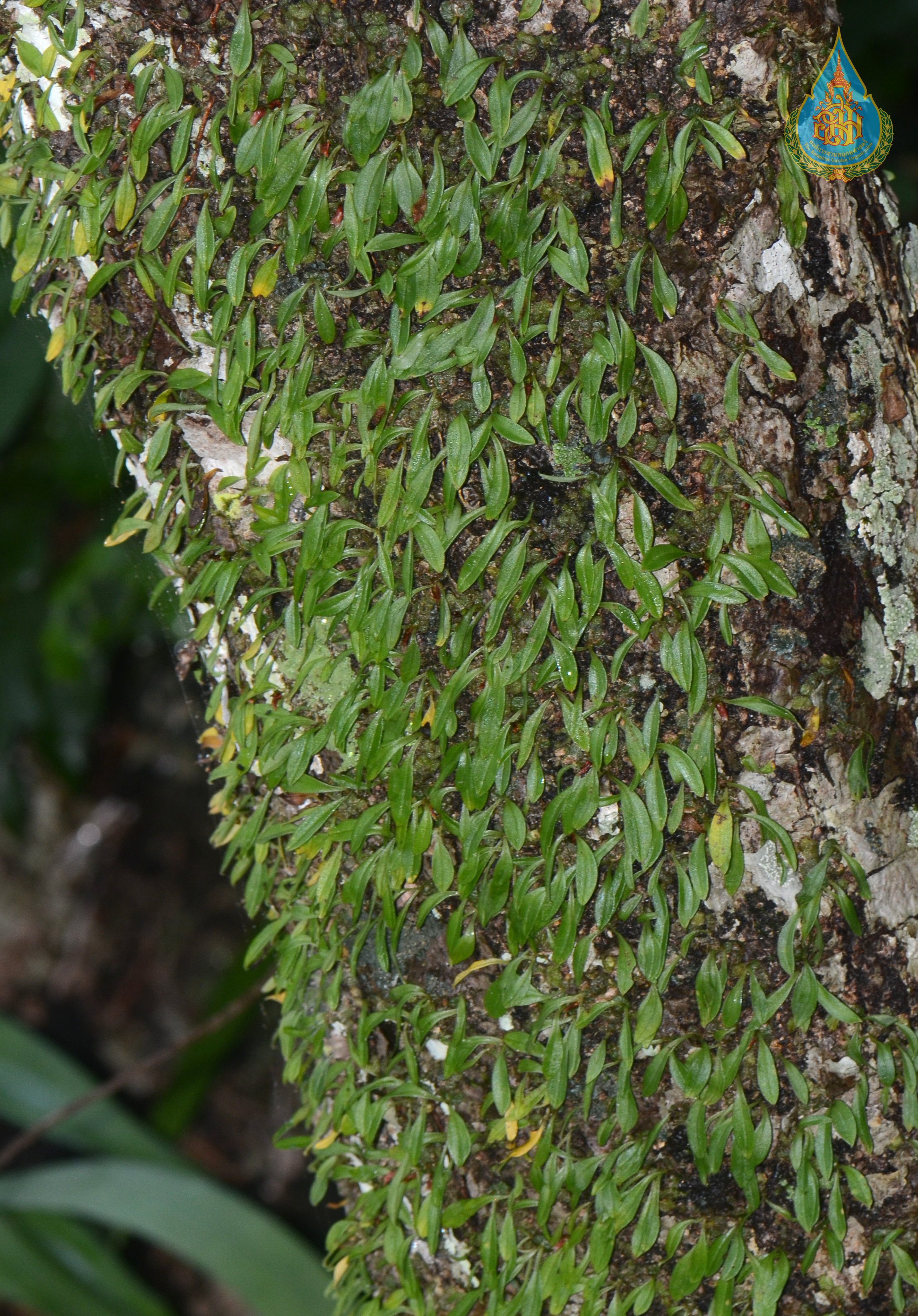 เอื้องกระดุมลาย Porpax elwesii (Rchb.f.) Rolfe<br/>ORCHIDACEAE